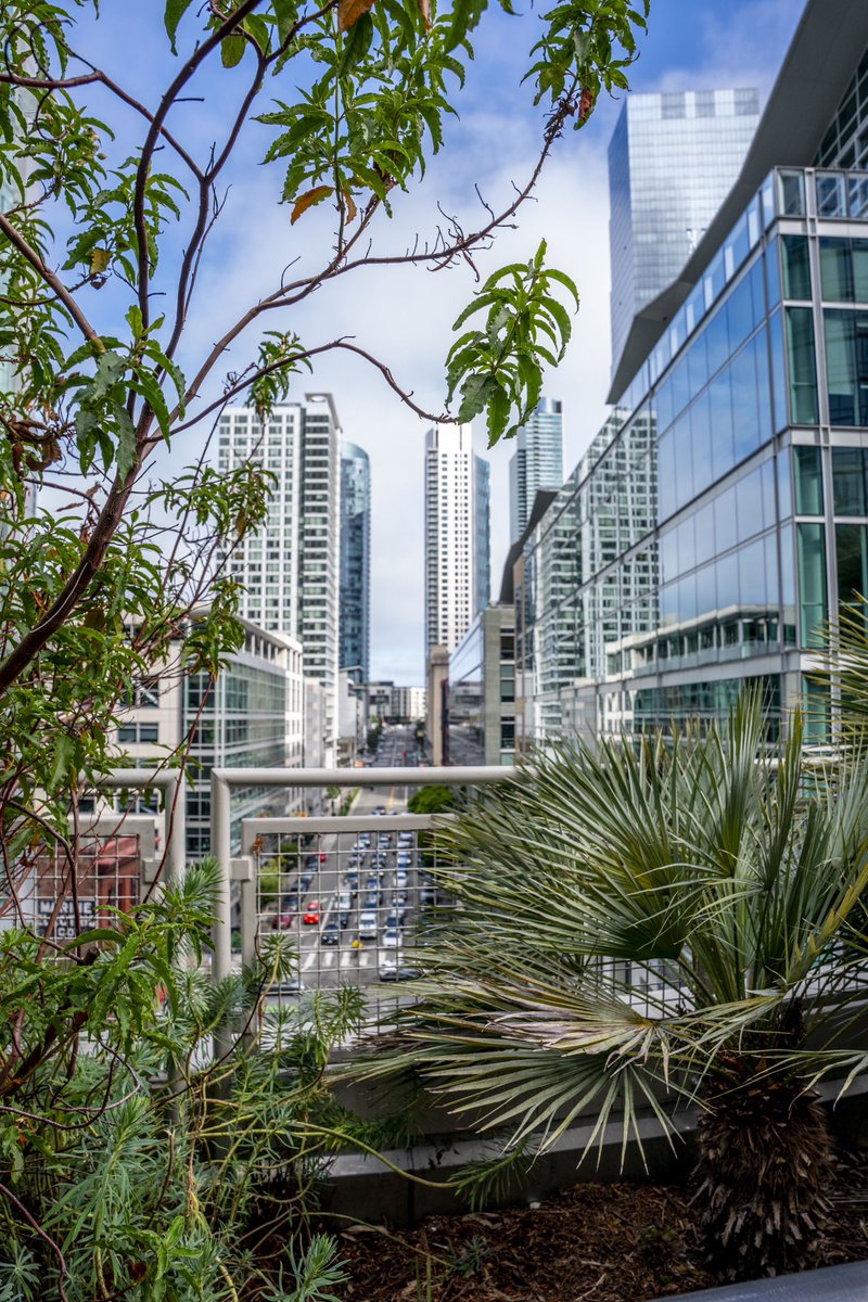 lunapixkc's tweet image. This rooftop park is a must see in downtown San Francisco! It’s 4.5 football fields in length and has beautiful trees, plants, open space, food, and great views! #salesforcepark