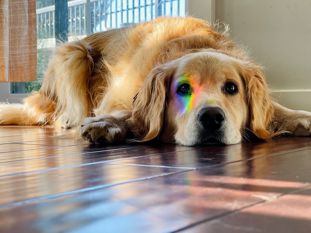 Meet Henry! He's a handsome Golden Retriever with a sweet sugar face and an even sweeter personality! Henry found his way to WCLRR when his family realized they couldn't give him the time and attention he deserved with two young children.
