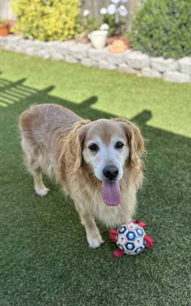 wclrr's tweet photo. Meet Henry! He's a handsome Golden Retriever with a sweet sugar face and an even sweeter personality! Henry found his way to WCLRR when his family realized they couldn't give him the time and attention he deserved with two young children. https://t.co/S1bFQROL6t
