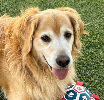 wclrr's tweet photo. Meet Henry! He's a handsome Golden Retriever with a sweet sugar face and an even sweeter personality! Henry found his way to WCLRR when his family realized they couldn't give him the time and attention he deserved with two young children. https://t.co/S1bFQROL6t