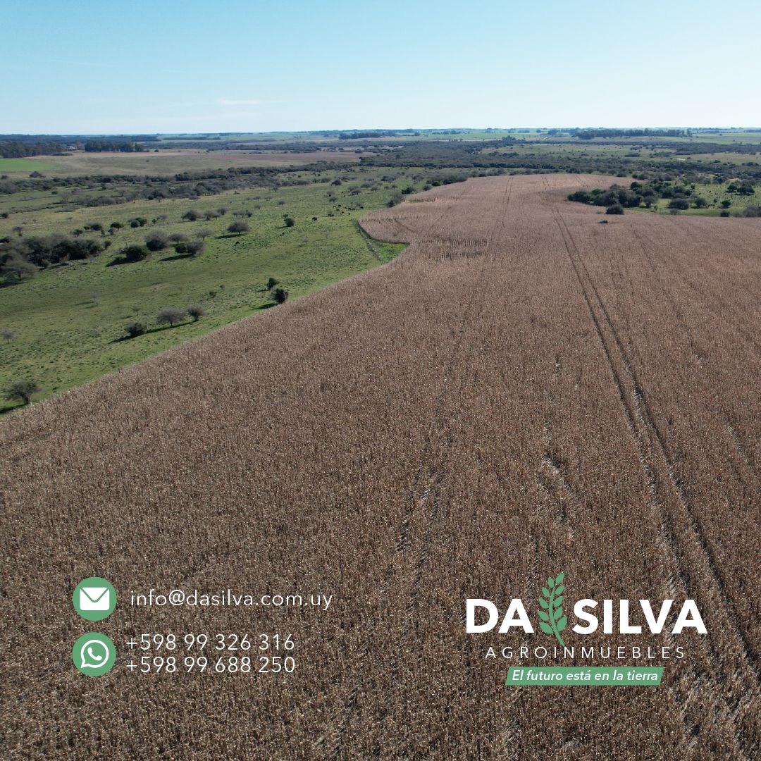 DaSilvaAgro's tweet photo. CAMPO en Venta por LICITACION
370 has Río Negro
Sobre ruta 20
A 40 km de Young y 90 de Trinidad
Costa de arroyo y posibilidad de riego.
Revisación 26 al 30 Agosto
Apertura de sobres 4 de Setiembre
📱099 688 250 / 099 326 316
✉️info@dasilva.com.uy
el futuro está en la tierra🚜 https://t.co/8mahoLlp67