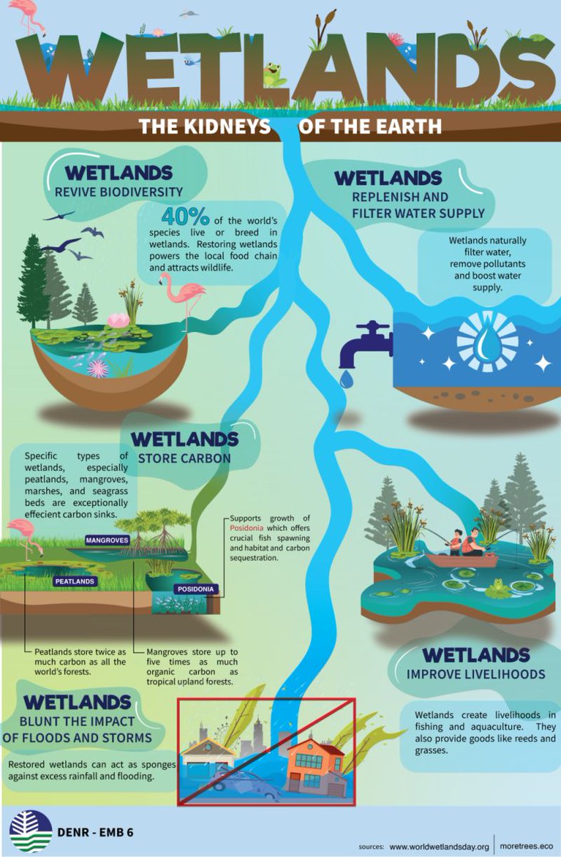 Wetlands are the Earth’s kidneys:
🦀 reviving biodiversity, 
💧 filtering and replenishing water supplies, 
🫧 storing carbon, 
🏃‍♀️ enhancing livelihoods...

Discover more ⬇️

via Government of Republic of the Philippines Environmental Management Bureau