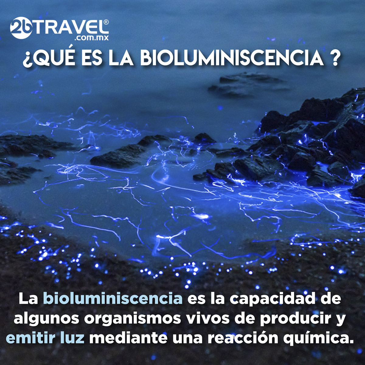2bTRAVEL's tweet photo. Disfruta  este #fenómenodelanaturaleza, en las hermosas #playas y #lagunas mexicanas y sorpréndete con la #bioluminiscencia
👉Cotiza y reserva tu viaje en: Azcapotzalco 55 5561-9681 y Zona Rosa 55 5533 8308 WhatsApp https://t.co/8wLiS99XdE https://t.co/Gg6SSYRDzh