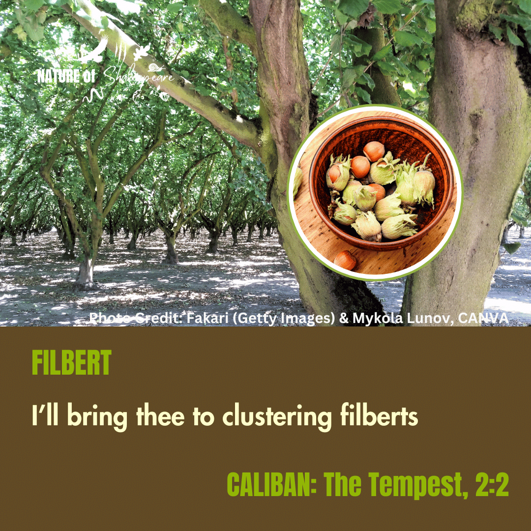 NatureS40430's tweet photo. Shakespeare Species Filbert: I'll bring thee to clustering filberts. Calaban offers to show the shipwrecked sailors how to find wild food on his island. Filberts are larger, cultivated Hazelnuts. #shakespearespecies https://t.co/GJeDiPVWNU