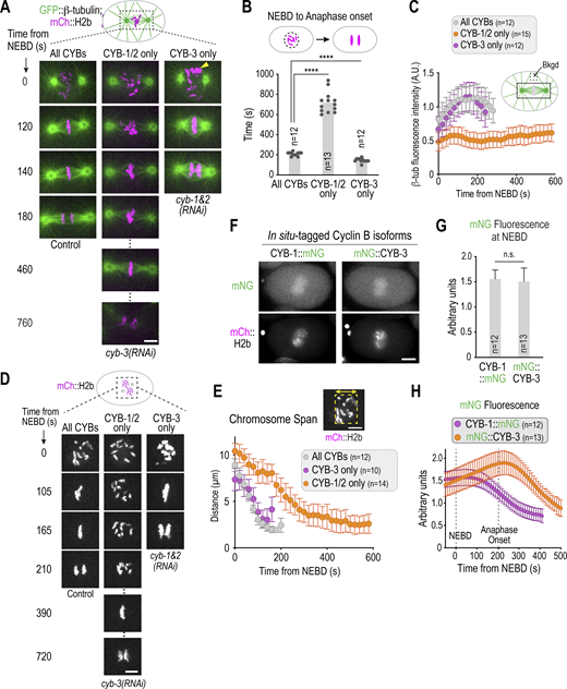 JCellBiol's tweet photo. CYB-1/2 supports slow #mitosis, whereas CYB-3 dominantly drives rapid mitosis. From a study by @xtpablo, @leebardwell, @oegemadesai_lab et al. showing that cyclin B3 is a dominant fast-acting cyclin that drives rapid early embryonic mitoses https://t.co/0y7h8zdGdH
#CellCycle https://t.co/6rnUtwI35N
