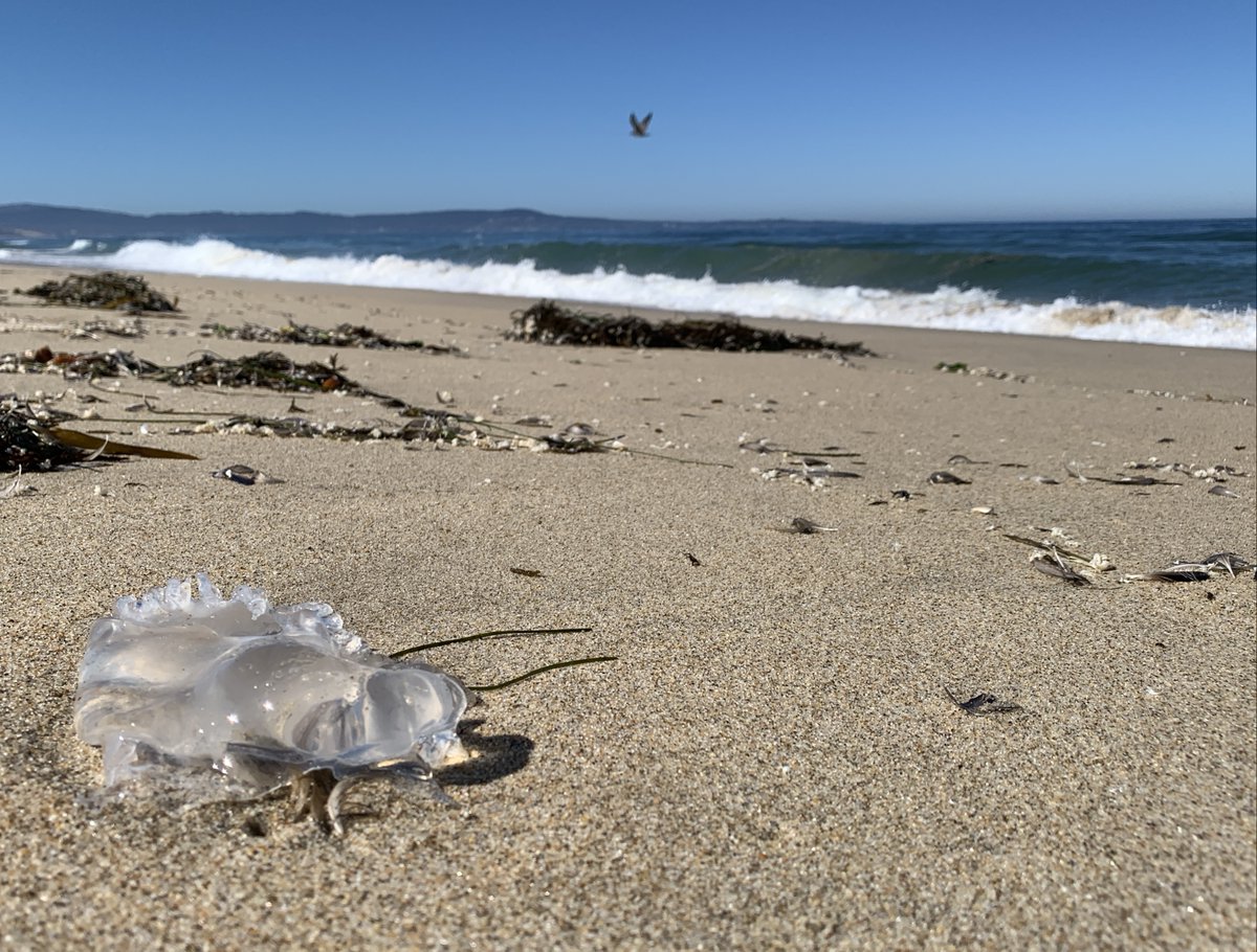 TCZmak's tweet photo. What's one of the many things I love about the beach? Every day it's a whole new world! I met this little creature on this morning's walk. What's one thing you love about the beach? #MontereyBay #AuthorsParadise #DarkSurf #TCZmak https://t.co/8jicOtHaJ9