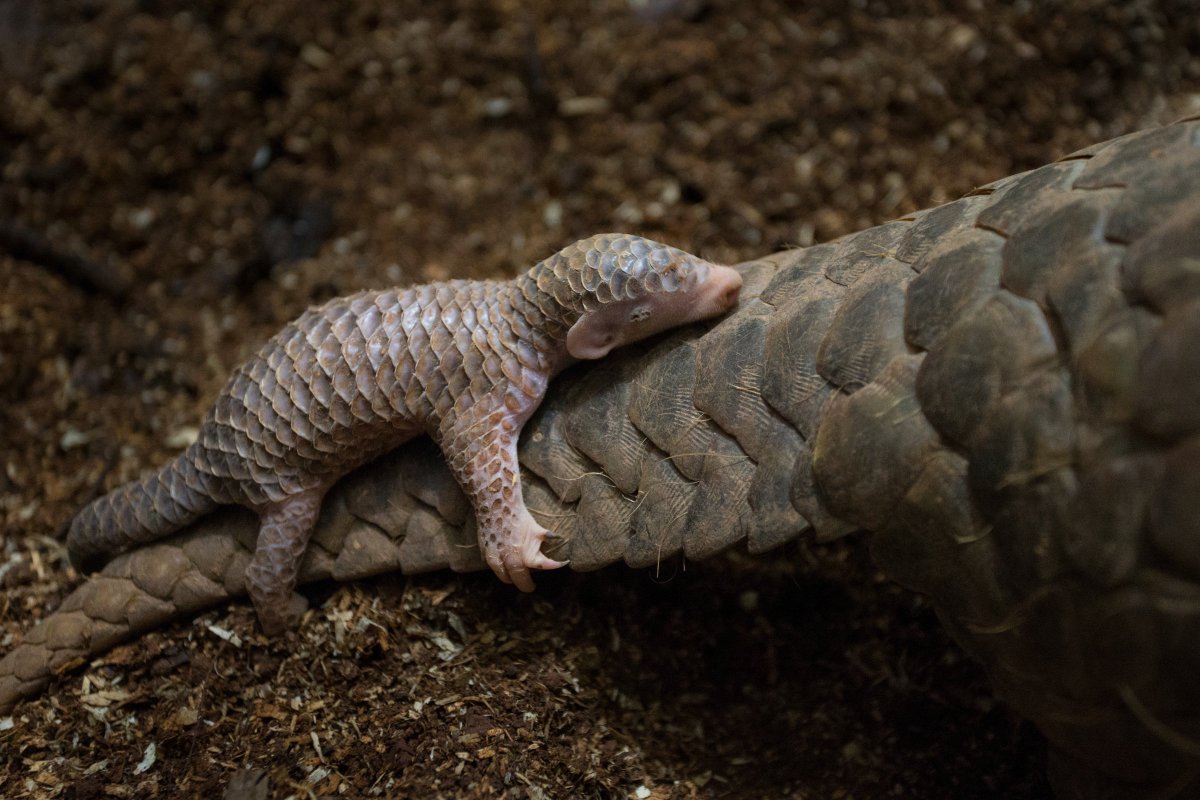 Precious cargo: A two-week-old Chinese pangolin pup clings tight to its mother's tail. 
Rescued from poachers, this pup's mom found sanctuary under the watchful eyes of caretakers in Taipei.

📸 Suzi Eszterhas