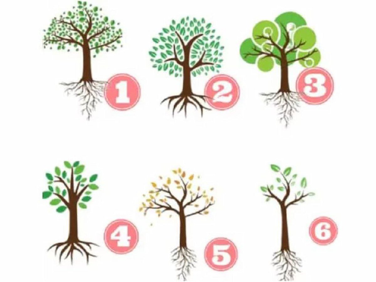 aaghamidiy's tweet image. سوف تكتشف شخصيتك الحقيقية
عندما تختار شجرة : 

التحليل اسفل التغريدة 👇🏻