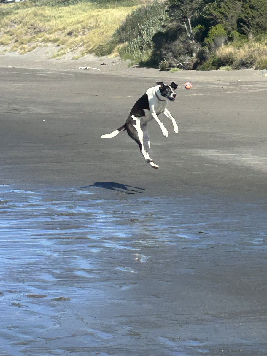 roseisrosejones's tweet photo. She’s in fine form today!
#JumpingJoy #DogsofTwitter https://t.co/Uip8Nx8Swt