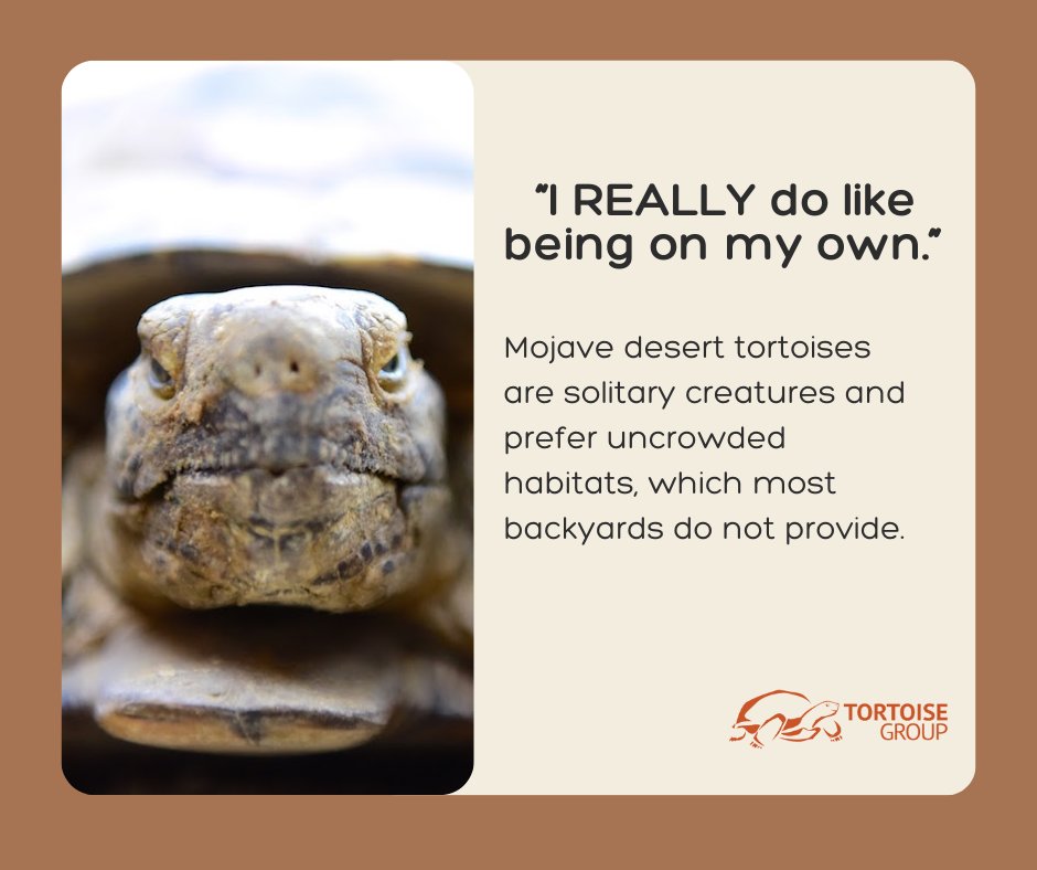 Tortoise_Group's tweet photo. Hoarding of tortoises in limited backyard space is just ONE of the many problems of backyard breeding, but there are so many more! https://t.co/ZkPYn99213  #deserttortoise #nevada https://t.co/RpaQvVAWRK