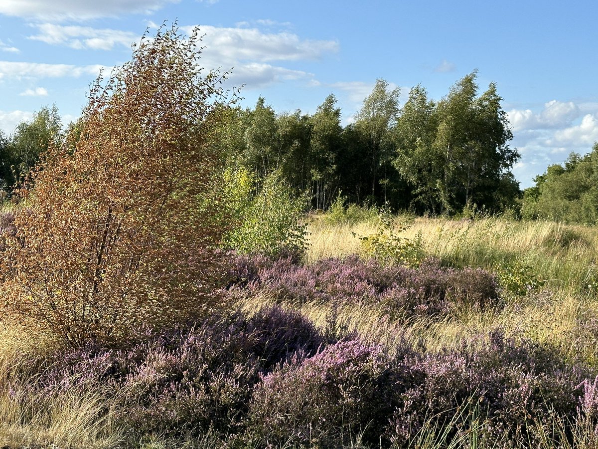 ManelRoura's tweet photo. After travelling most of the day, I was desperate for a walk. Beautiful colours at #Granville Park this afternoon. #Telford #Shropshire https://t.co/VT3p2dPh9W
