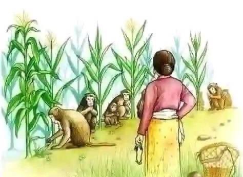 ... Not All Enemies Are Enemies.

When baboons and monkeys heard that the man who used to chase them away from the maize field has died, they hysterically celebrated.

The following year, there was no maize. That's when they painfully realised the dead man was the farmer!

People