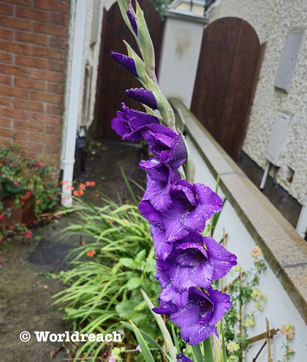 Here is another stunning surprise from the garden.  I forgot about the wonderful #velvetypurple colour of these #gladiolus.  The added bonus is the flecks of white on the petals.
Photos <a href="/WorldReachComms/">World Reach Comms</a>