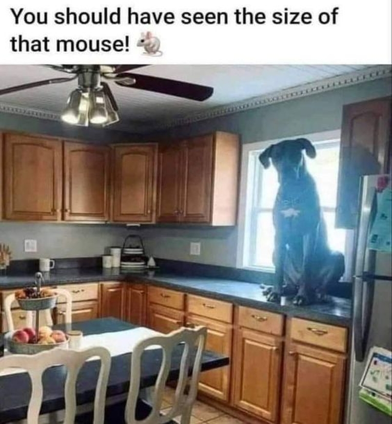 Dalbodog's tweet photo. 🐭😍 https://t.co/CFMi96XxIH