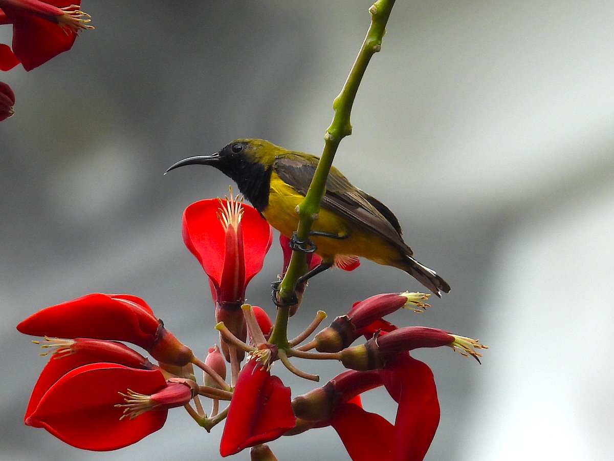 SimonBradfield's tweet photo. A trip to the Old World tropics always brings the chance of Sunbird lifers. The three commonest Sunbirds in Malaysian Borneo. Ornate, Brown-throated and the stunning  Crimson Sunbird. #BirdsSeenIn2024 #birding https://t.co/ildUMMdE0D
