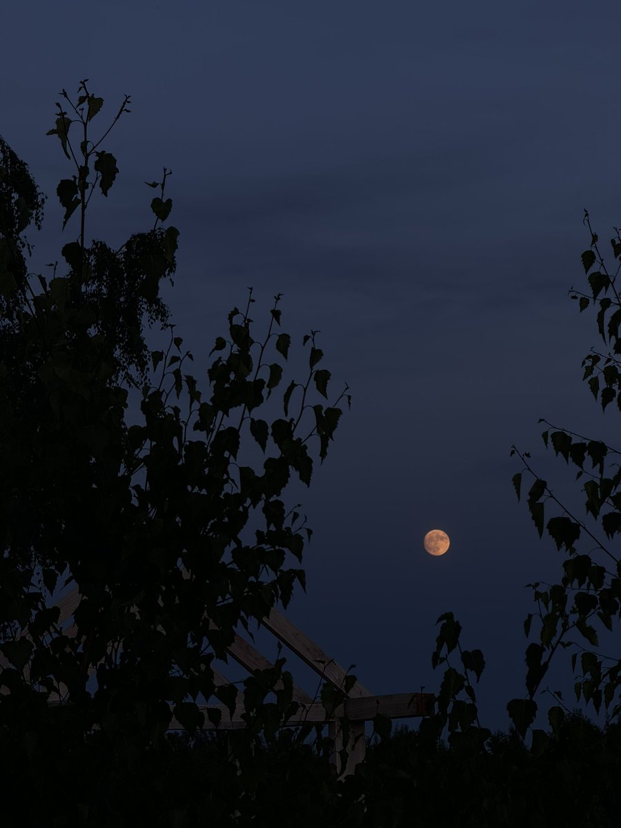 venustetae's tweet photo. pół roku używania i chyba w końcu ogarnęłam aparat w telefonie na tyle by robić nocne zdjęcia 🫠 https://t.co/d0bY99KwNZ