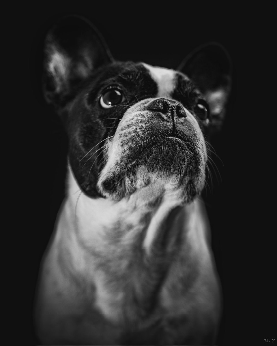 La tumeur à eu raison de toi, tu auras vécue 13 ans et demi.

Tu vas me manquer ma petite Fifou 💞💞