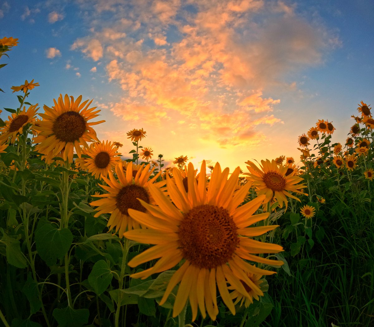 pei1979flower's tweet photo. 夕焼けと向日葵

 #夕日  #夕焼け  #写真が好きな人と繋がりたい https://t.co/5bJwbcOVl5