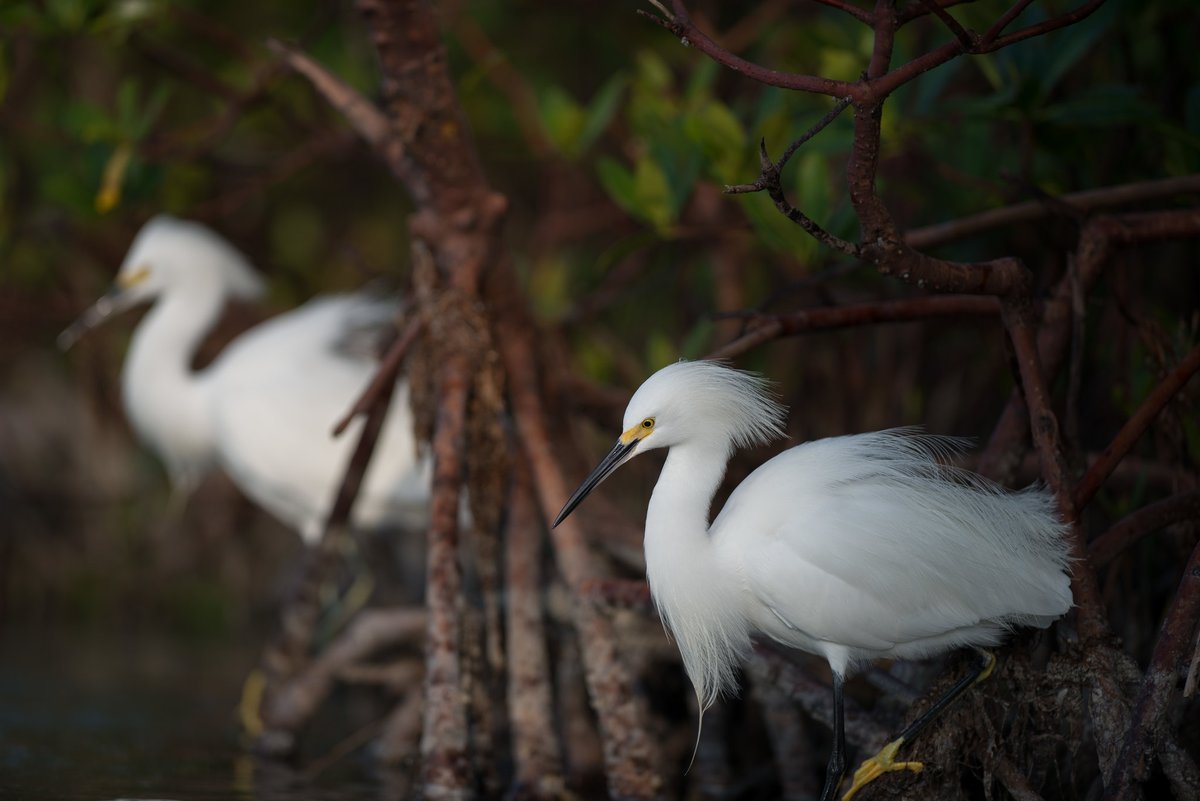 Snowy Egrets, Naples, Florida