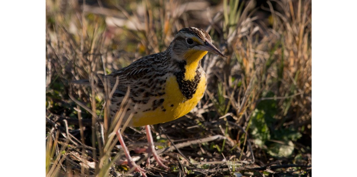 USGS's tweet photo. How did new wind energy facilities lead to restored habitat in North Dakota? USGS &amp; @USFWS calculated the amount of habitat needed to support birds displaced by new energy production so the right amount of habitat could restored. #UnleashTheScience here: https://t.co/NfNn43ZUUC https://t.co/eIR7hneL4Y