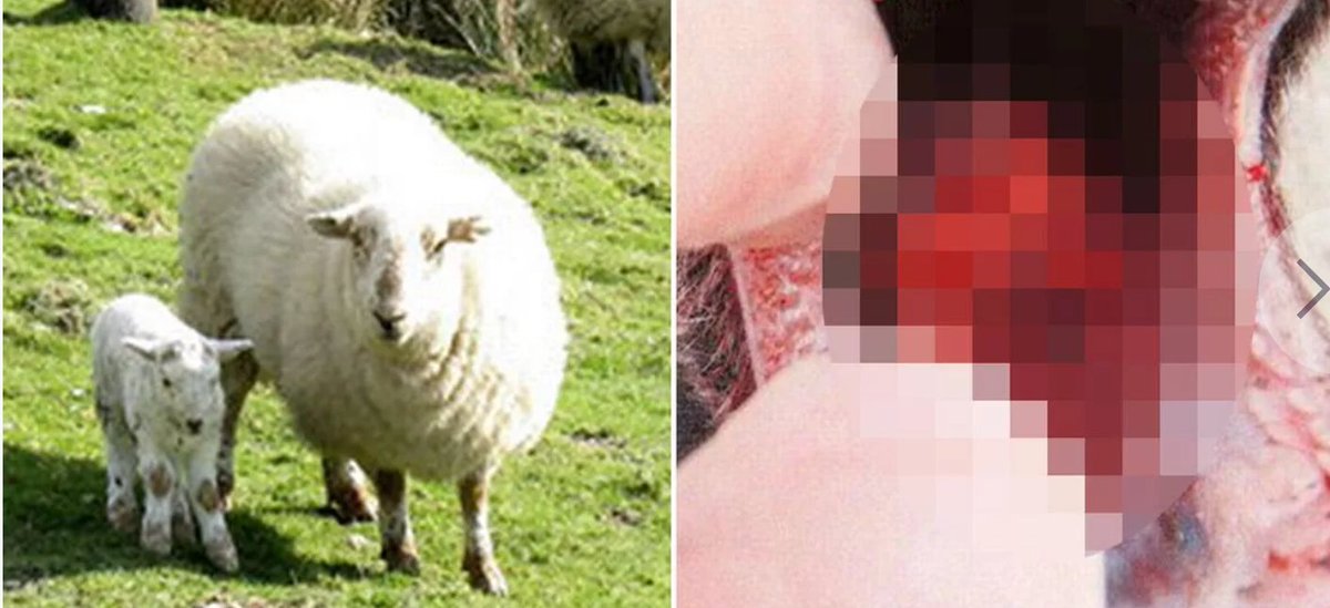 patreon.com/posts/farmers-… 

#animalattack #unknown #unexplained