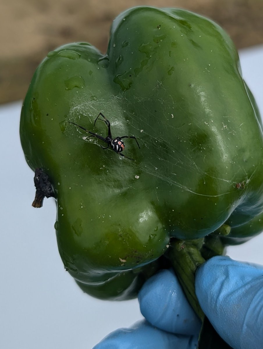 Hunter Collins (@hcollinsncsu) on Twitter photo Found this while harvesting peppers from a P. capsici trial! While likely not happy that I removed it from home, it was at least kind enough to leave me alone. Also, wash your fruits and veggies! <a href="/QuesadaLabNCSU/">NC State Veggie Pathology</a> <a href="/NC_PSI/">N.C. Plant Sciences Initiative</a> <a href="/NCSU_DEPP/">NCSU Entomology & Plant Pathology</a> Found this while harvesting peppers from a P. capsici trial! While likely not happy that I removed it from home, it was at least kind enough to leave me alone. Also, wash your fruits and veggies! <a href="/QuesadaLabNCSU/">NC State Veggie Pathology</a> <a href="/NC_PSI/">N.C. Plant Sciences Initiative</a> <a href="/NCSU_DEPP/">NCSU Entomology & Plant Pathology</a>