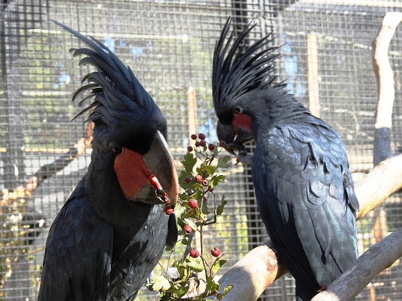 NorthernParrots's tweet image. Here's some foods your Parrot is sure to enjoy eating. northernparrots.com/blog/food-for-…