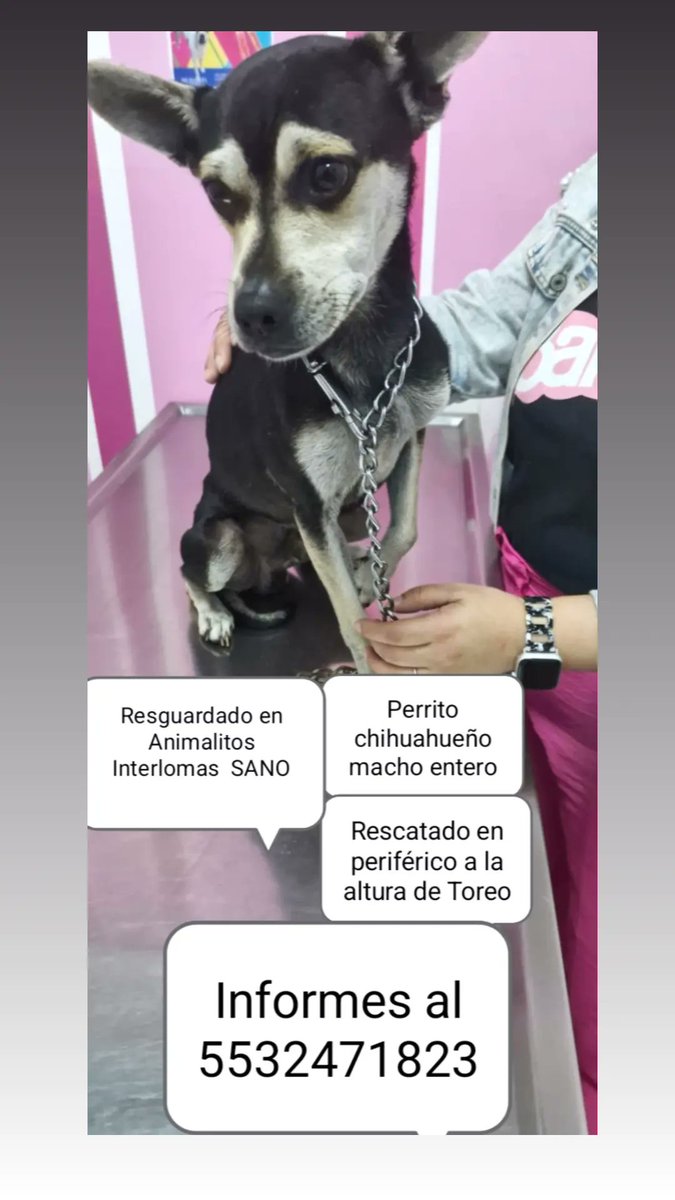 jessimovaz's tweet photo. Ayúdenos a que regrese a casa 💙
@MascotasSismo https://t.co/2hVbQKGIjB