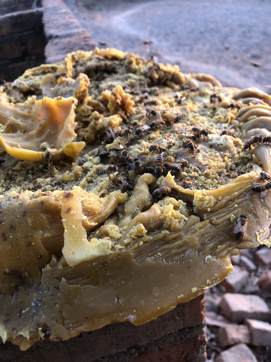 tinonaka_zw's tweet photo. So nhasi taswera chigadzira beeswax hedu tiri ma Zvomuya Village kwa Chief Nyagina ku Uzumba Maramba Pfungwe.
Kumunda kwedu hatina chatinorasa π.
#proudbeefarmer #zvomuyavillage #huchikuvanhu #exploringthedream #zimbeefarmer #beeswax #savethepollinators https://t.co/9a6Ej0yMP4