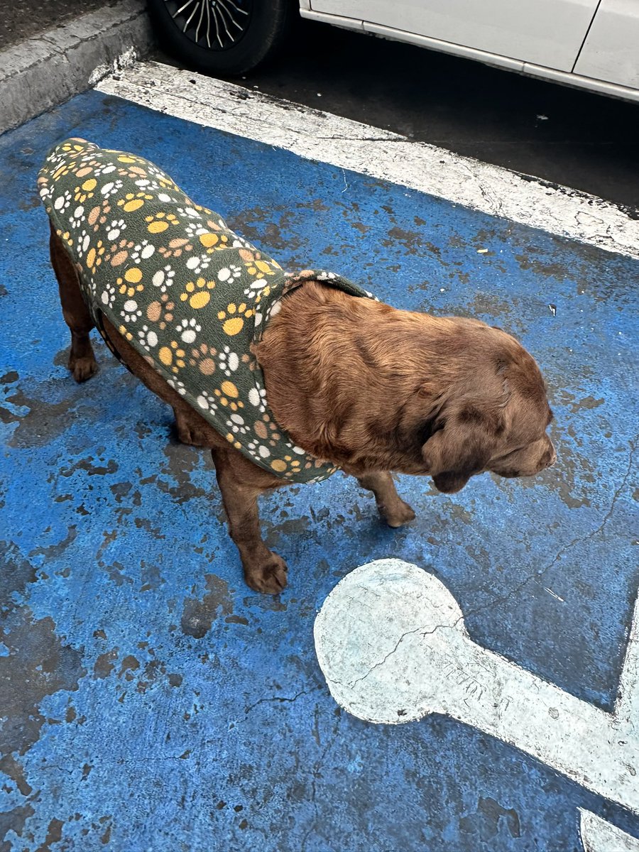 JeriaRebora's tweet photo. Este perrito está en la Copec de Playa Brava. 
Los trabajadores indican que llegó anoche y anda perdido.

#Iquique https://t.co/a497kTMYgi