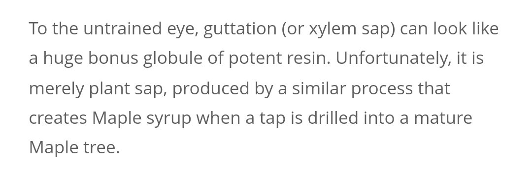 Guttation 101 🍯👩‍🏫