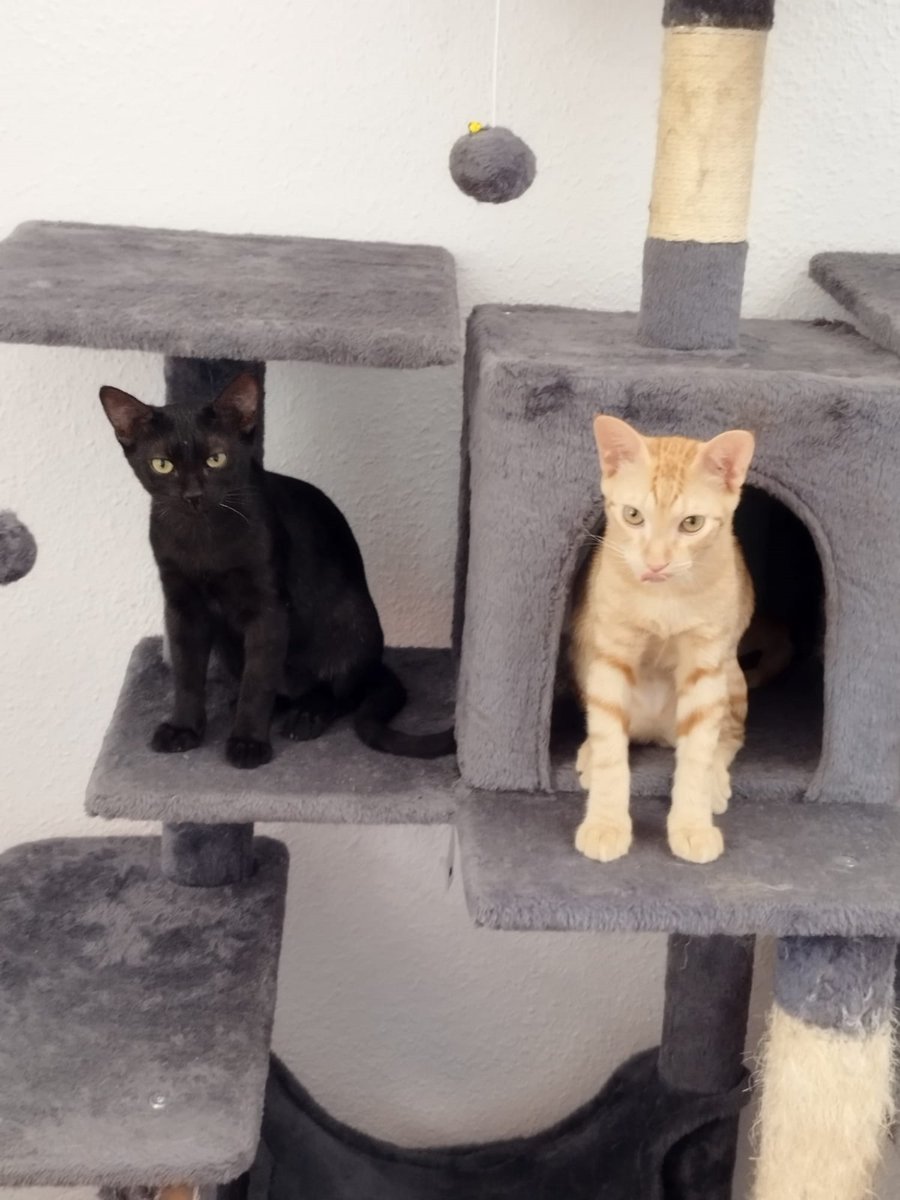 4catsVLC's tweet photo. Están esperando que vuelvas de vacaciones para irse a casa contigo!

Tiny (naranja) es descarado y sociable, Trufa (negrita) es más prudente, pero igualmente dulce y buena. Tienen 3,5 meses.

Adopción conjunta para ellos?

#Valencia Silvia 635 12 78 55

#AdoptaNoCompres #gatitos https://t.co/0MCL5Kluef