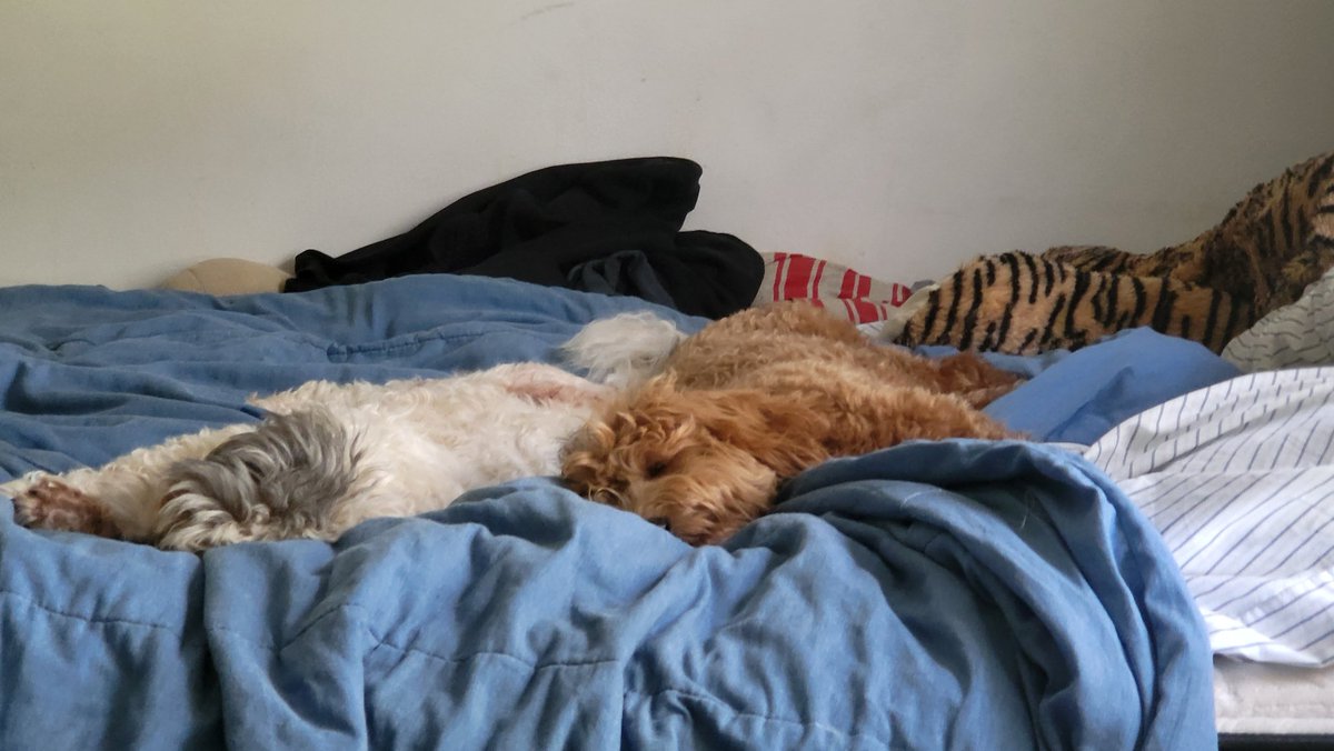 one of the best dogs ever. rest in piece scooter.