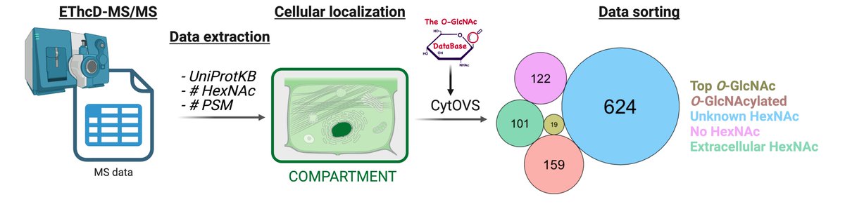 🚨 New analysis tool for O-GlcNAcome datasets 🚨

Use CytOVS to sort your proteomic data based on their cellular localization, # of PSM, or HexNAc &amp; get your top targets in seconds + interrogation of the O-GlcNAc database. #glycotime
 oglcnac.mcw.edu/cytovs/ 
 <a href="/FlorianMalard/">Florian Malard</a>