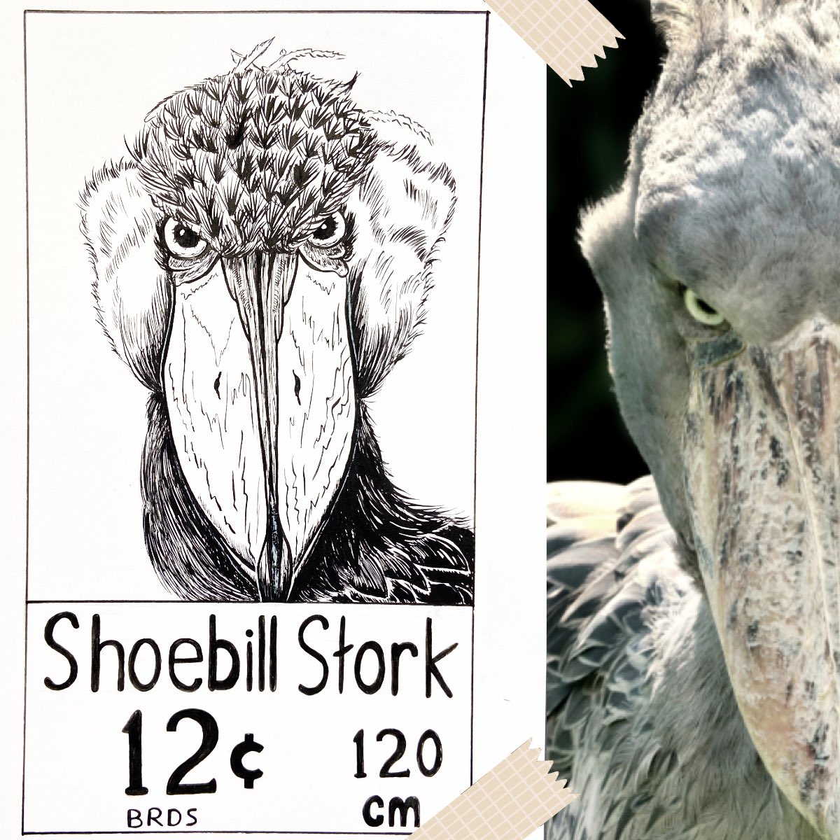 KineticRadio's tweet photo. Shoebill Stork
Balaeniceps rex
Size: 120 cm
Habitat: Papyrus marshes &amp; areas of floating vegetation
Geographic Location: Central Africa
Diet: Lungfish, catfish, watersnakes, frogs
Notes: Habitat loss is a huge part of the shoebill population decline
🦜 https://t.co/NbHn818b4J