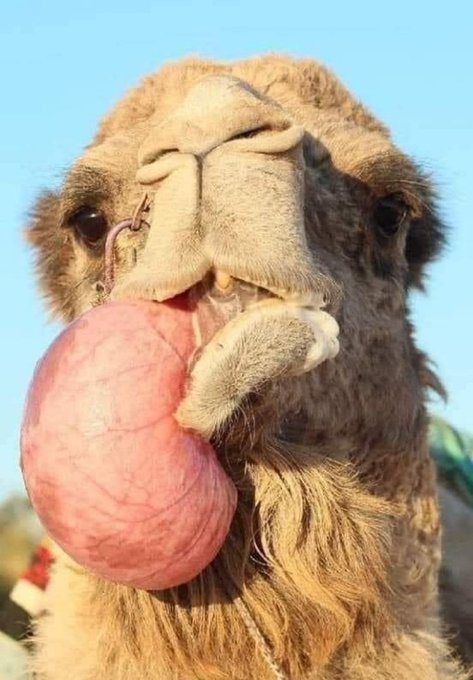 إنه الحيوان الذي أمر الله عباده أن ينظروا إلى خلقه هل حقا تأملت من قبل الإبل ؟

{أفلا ينظرون إلى الإبل كيف خلقت}

الحيوان الملقب بسفينة الصحراء هو أحد المخلوقات العجيبة التي وهبها الله مزايا تختص بها عن سائر المخلوقات 

فهو أكثر الحيوانات صبراً على الجوع والعطش، وأقدرها على تحمل