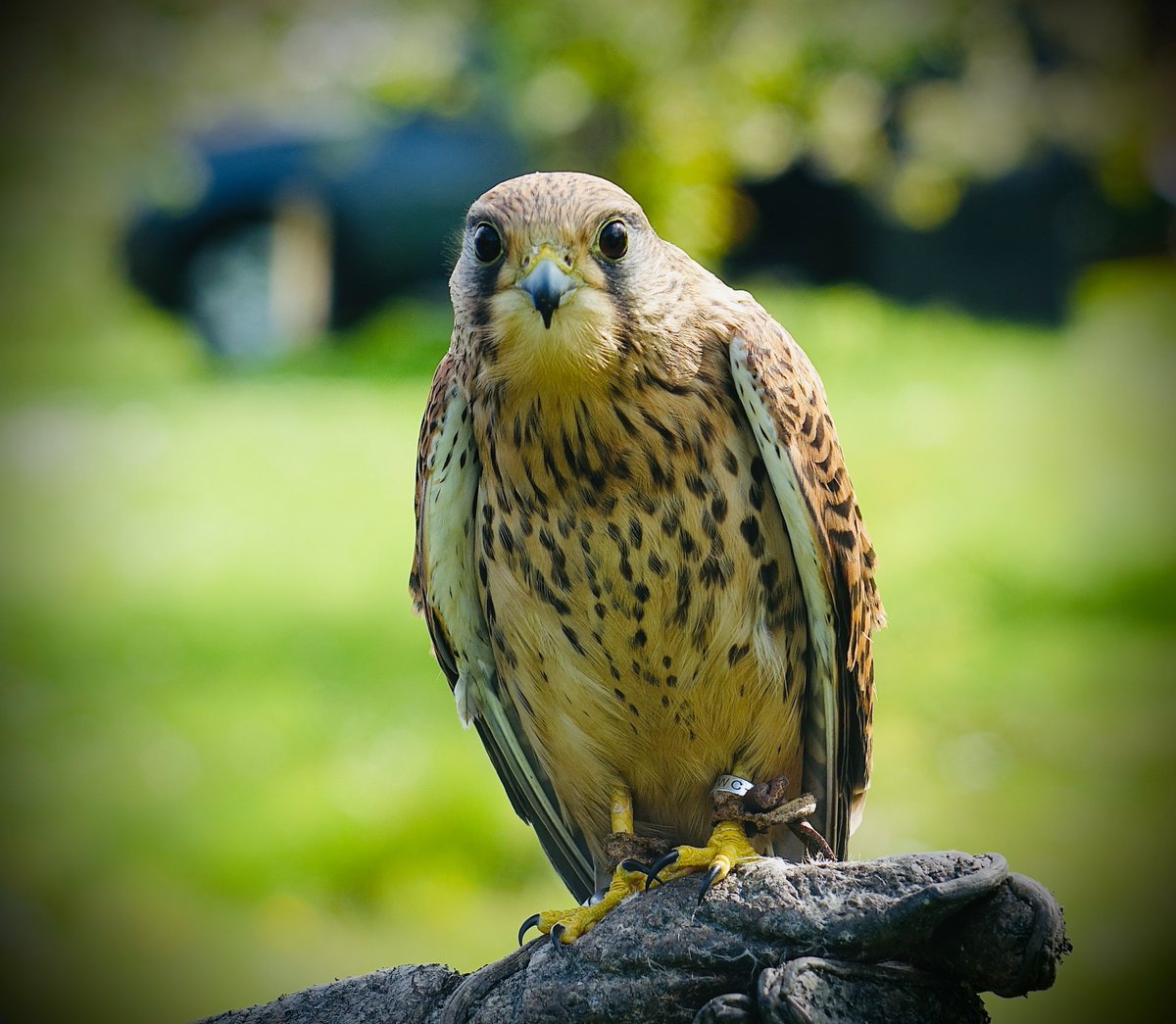 📆 August Dates For Your Diaries 📆

22nd August - Wellingborough Museum, Northamptonshire (back for our 3rd visit of 2024!)

26th &amp; 27th August - Hatfield House, Hertfordshire

30th/31st/Sun 1st - Chatsworth Country Fair

Will you be at any of the above events? Let us know!