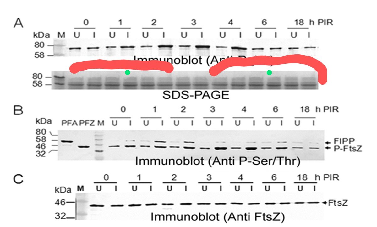 plattas's tweet photo. @MicrobiomDigest @mSphereJ Seems to be some effort to mask an air bubble https://t.co/luVPL5HBGl