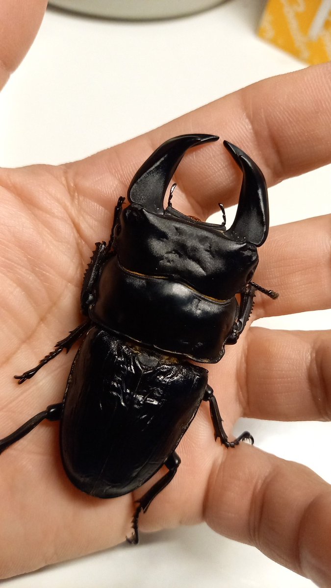 羽化して1年で逝ってしまった。
今年5メスかけて沢山の子供を残してくれた