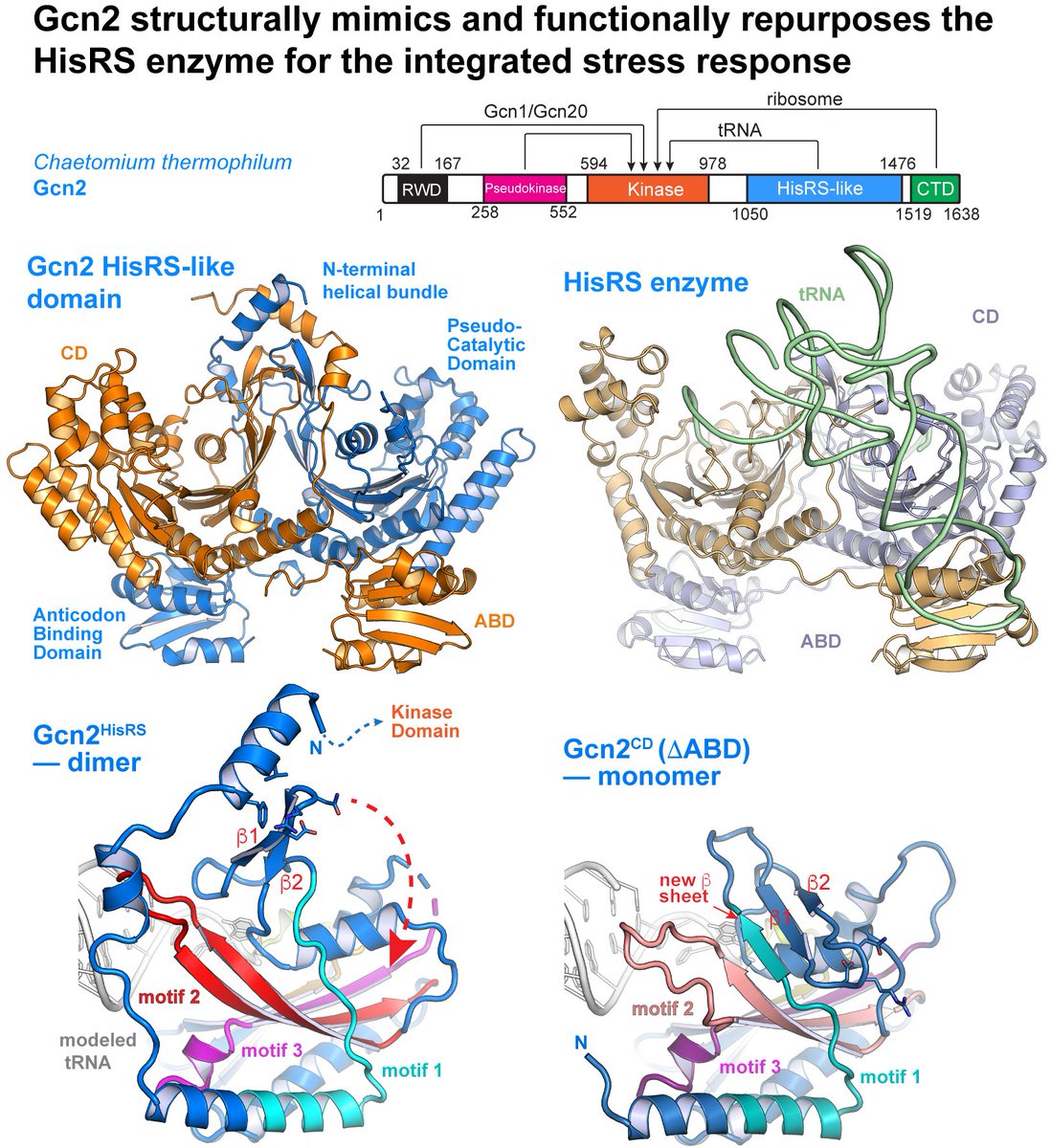 Jinwei Zhang Lab (@jinweizhang) on Twitter photo How to repurpose a #tRNA enzyme into a global stress sensor? Co-led by <a href="/CharlesBNader/">Bou-Nader lab</a>, Swati Gaikwad, Soheila Bahmanjah, w/ Alan Hinnebusch lab, in
<a href="/PNASNews/">PNASNews</a>, we describe how stress kinase Gcn2 adopts and molds Histidyl-tRNA synthetase as a regulatory hub. bit.ly/3YQbiMk How to repurpose a #tRNA enzyme into a global stress sensor? Co-led by <a href="/CharlesBNader/">Bou-Nader lab</a>, Swati Gaikwad, Soheila Bahmanjah, w/ Alan Hinnebusch lab, in
<a href="/PNASNews/">PNASNews</a>, we describe how stress kinase Gcn2 adopts and molds Histidyl-tRNA synthetase as a regulatory hub. bit.ly/3YQbiMk