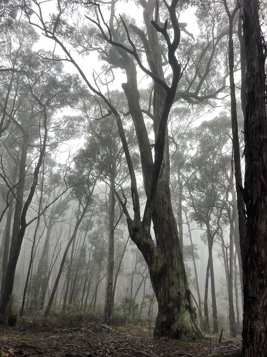 Tanya Loos tweet media