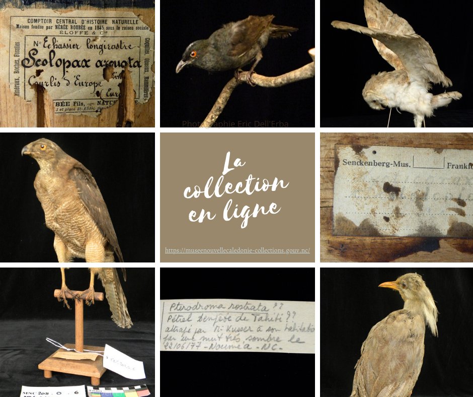 MuseedeNC's tweet photo. Parmi les nouveaux objets de la #collection du musée de #NouvelleCalédonie qui passent en ligne cette semaine retrouvez une ancienne collection d'oiseaux naturalisés. Lien vers la base de données:  https://t.co/HLI5N3YBFI
#collectionenligne #ornithologie #endemique #outremer https://t.co/DPDQWZS8pX