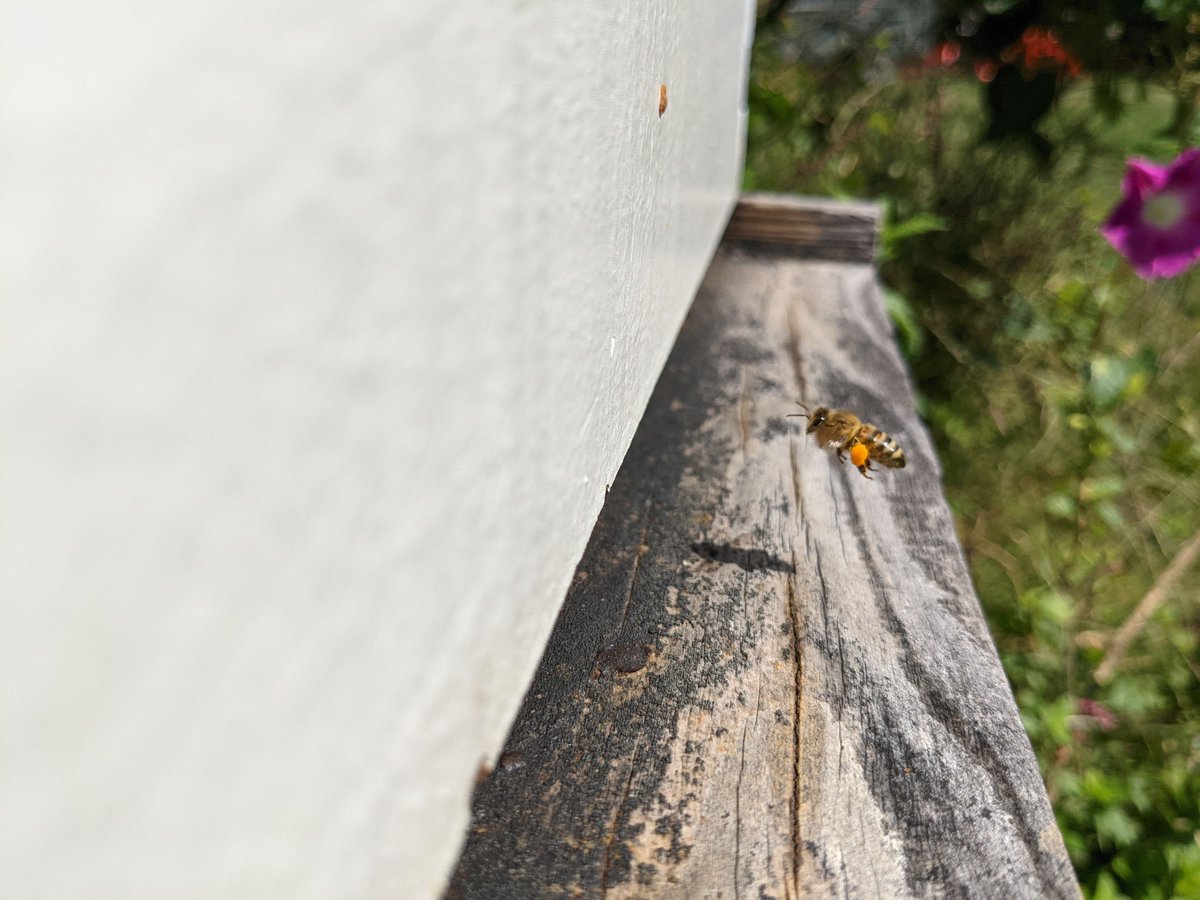 Did you know a honey bee can carry up to 30% of its body weight in pollen baskets (corbiculae)? That's some serious pollen power!