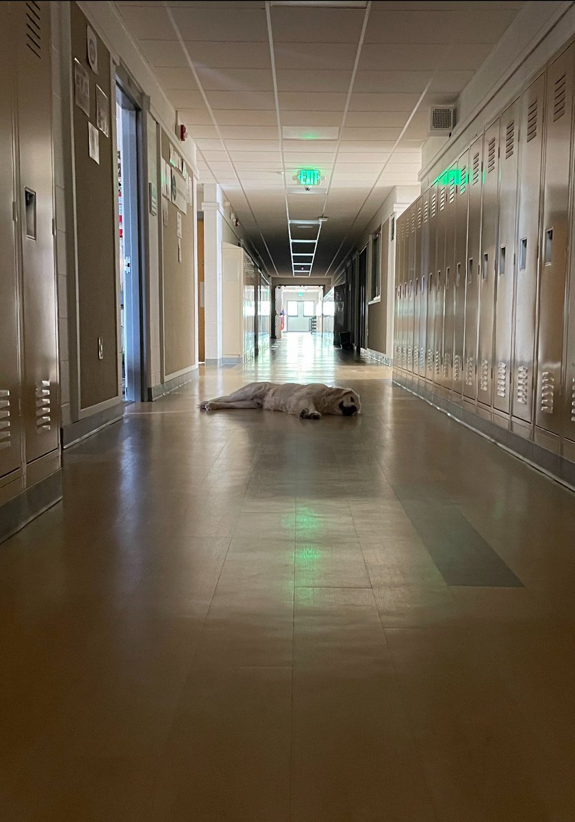 Twas the night before school and all through the hall not a creature was stirring, not even Finn ya'll.

Can't wait to see everyone in the morning. Get a good night sleep.💚 Ms. Mac and Finn