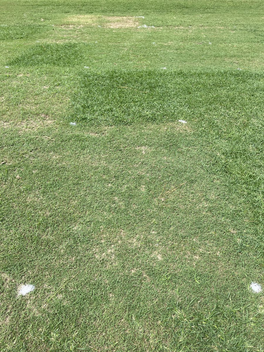 Sencor 6 oz/a + Pylex 0.25 oz/a is an outstanding POST treatment for goosegrass in bermudagrass. Photo 26 days after treatment