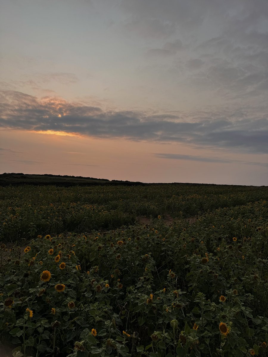 OnlyWaffling's tweet photo. Flowers of the sun https://t.co/L5CMzCOnzd