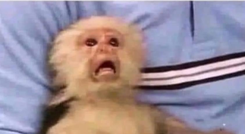 lo sentimos, usted solo tiene la cara de mono