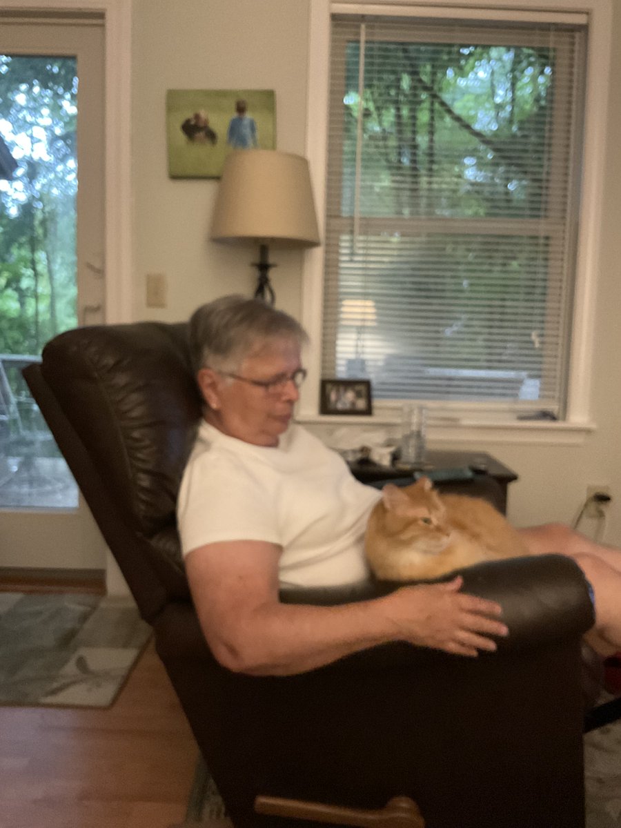 UVHumaneSociety's tweet photo. Let's check in with Spaghetti! (now named Jack) 🐈

#HappyTailsupdate https://t.co/iv1GaA0MpD