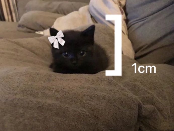 animals wearing bows (@animalswithbows) on Twitter photo 