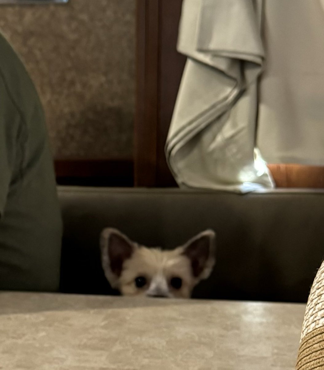 quickbeam71's tweet photo. #PepperAndTrinketGoCamping.
#Pepper hiding behind Daddy and the table.
#CampingNorthCarolina #CampingGreensboro
#RVAmerica
@viv39047892 https://t.co/OAQWNknd0B